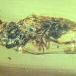ancient-amber-reveals-99-million-year-old-zombie-fungus
