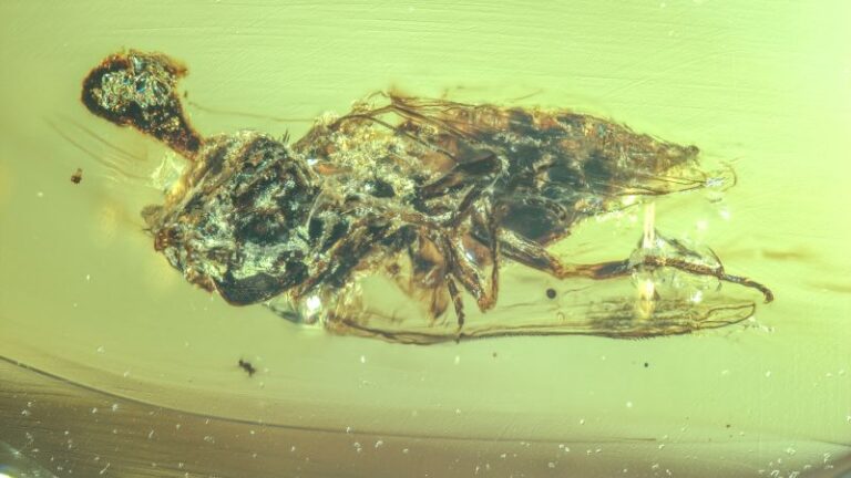 ancient-amber-reveals-99-million-year-old-zombie-fungus