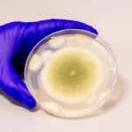 fungal-discovery-ancient-tomb-fungus-yields-leukemia-breakthrough
