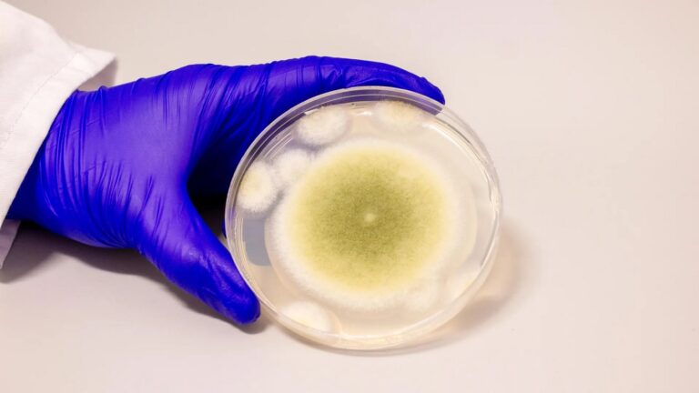 fungal-discovery-ancient-tomb-fungus-yields-leukemia-breakthrough