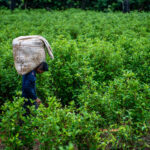 global-cocaine-use-surges-unpacking-the-alarming-trend