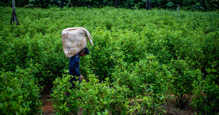 global-cocaine-use-surges-unpacking-the-alarming-trend