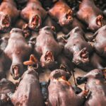 new-bat-viruses-in-china-pose-significant-risks-to-humans-and-livestock