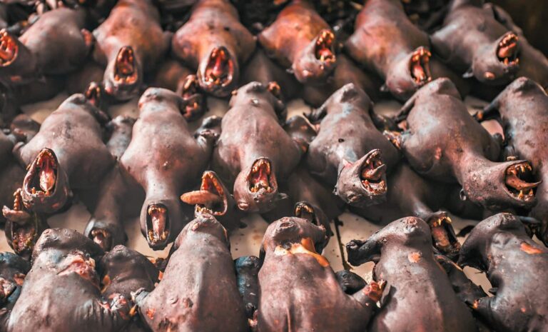 new-bat-viruses-in-china-pose-significant-risks-to-humans-and-livestock