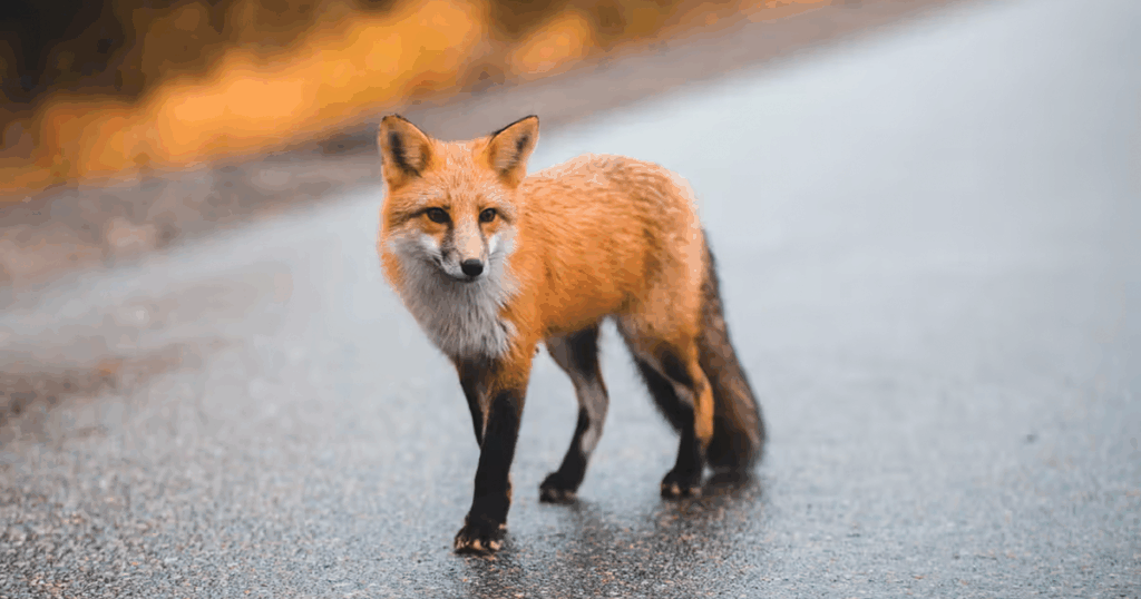 rabid-fox-attacks-man-in-wake-county-tests-positive