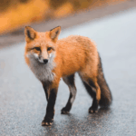 rabid-fox-attacks-man-in-wake-county-tests-positive