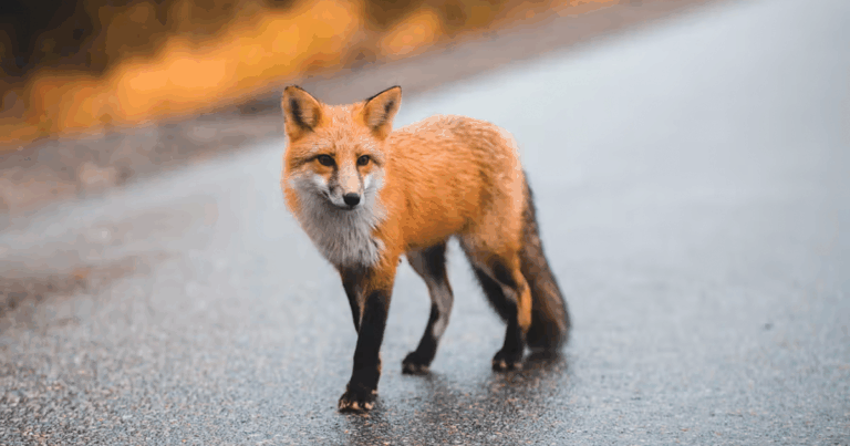 rabid-fox-attacks-man-in-wake-county-tests-positive