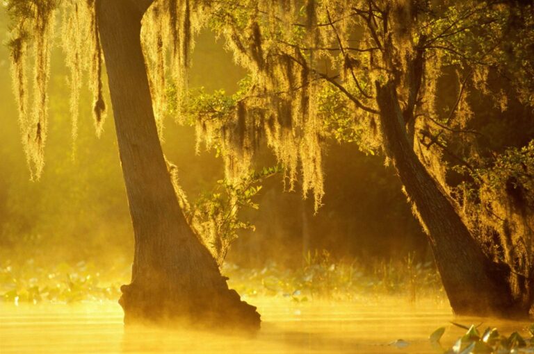 researchers-find-high-mercury-levels-in-georgia-alligators
