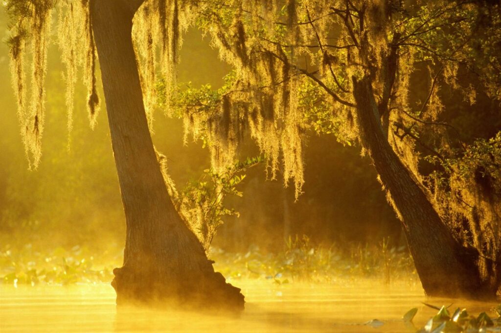 swamp-alligators-in-georgia-found-with-high-mercury-levels