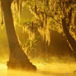 swamp-alligators-in-georgia-found-with-high-mercury-levels
