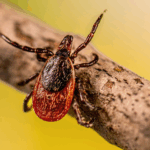tick-borne-virus-claims-life-in-bayfield-county