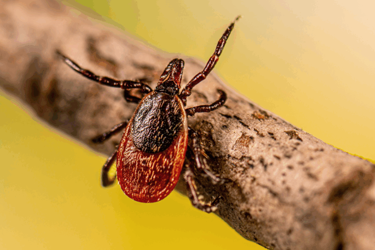 tick-borne-virus-claims-life-in-bayfield-county