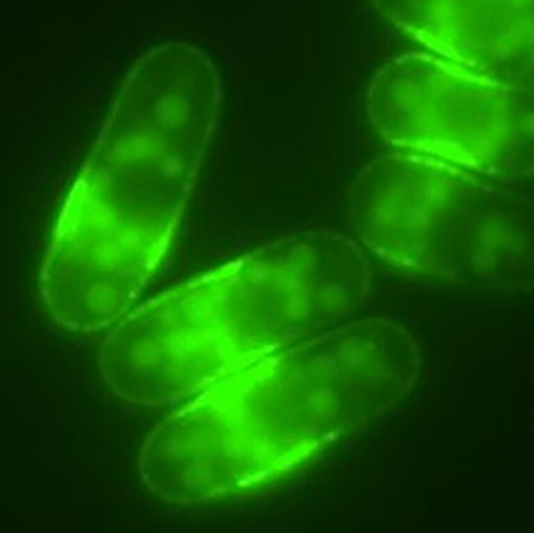 caffeine-s-role-in-slowing-cellular-aging-uncovered-by-new-study