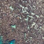drone-technology-unveils-alarming-coral-mortality-on-great-barrier-reef