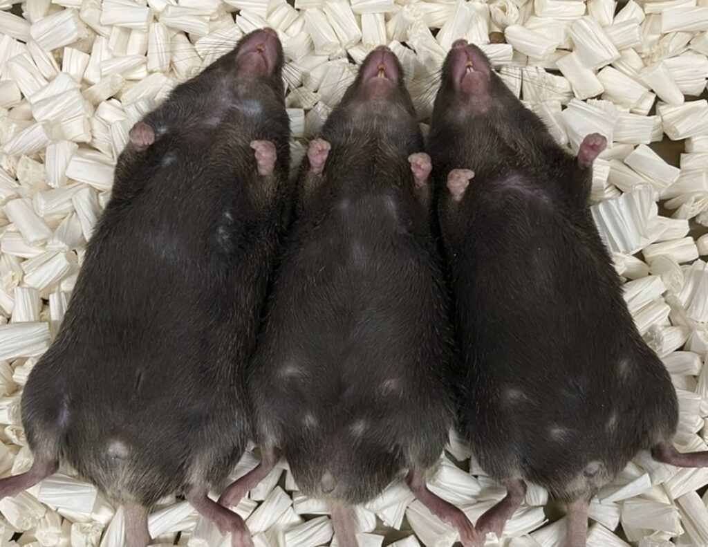 groundbreaking-study-reveals-iron-deficiency-can-alter-sex-in-mammals