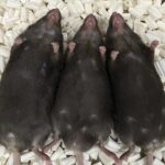 groundbreaking-study-reveals-iron-deficiency-can-alter-sex-in-mammals