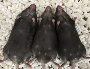 groundbreaking-study-reveals-iron-deficiency-can-alter-sex-in-mammals
