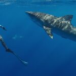 netflix-challenges-discovery-and-nat-geo-with-bold-shark-programming
