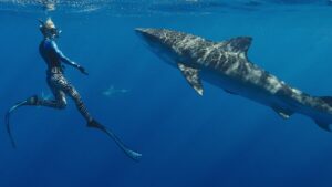netflix-challenges-discovery-and-nat-geo-with-bold-shark-programming