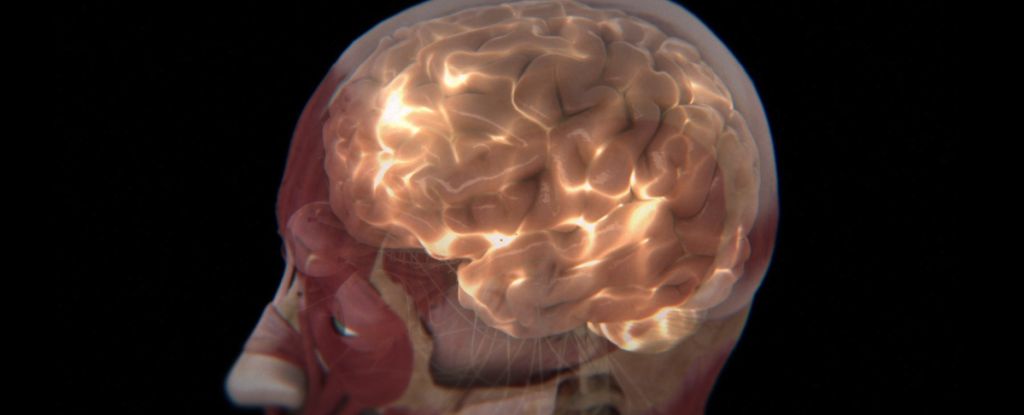 scientists-explore-human-brain-s-mysterious-glow-for-health-insights