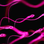 seminal-plasma-hypersensitivity-a-hidden-allergy-affecting-both-genders