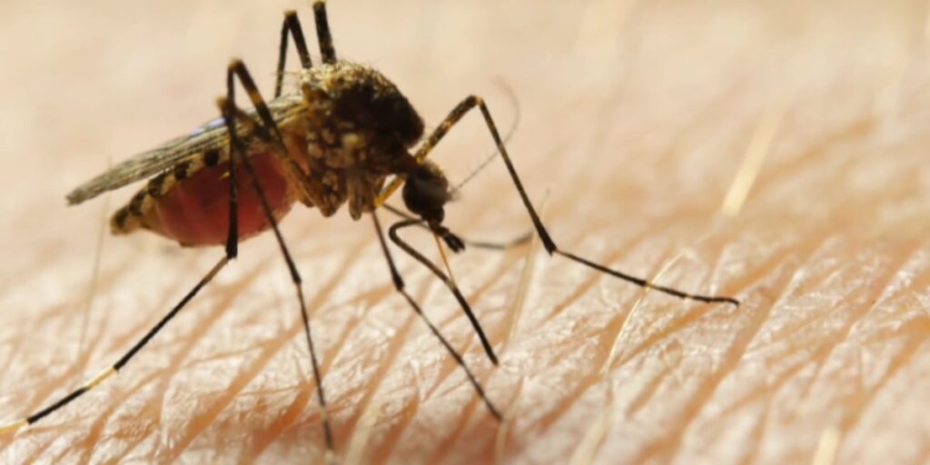 west-nile-virus-detected-in-cincinnati-s-madisonville-neighborhood