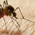 west-nile-virus-detected-in-cincinnati-s-madisonville-neighborhood